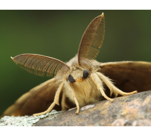 Непарный шелкопряд (Lymantria dispar L.)