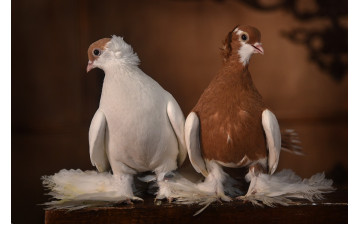 Фотоконкурс «Эти великолепные птицы»