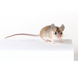 Акомисы – то ли мышка, то ли ёж!