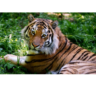 29 июля – Международный день тигра