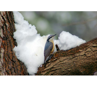 Зима в птичьей жизни