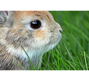 Знакомьтесь: карликовый кролик