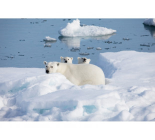 23 мая стартует Всероссийский урок Арктики