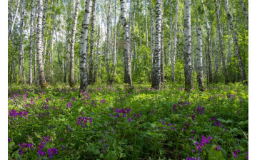 Конкурс посадок деревьев