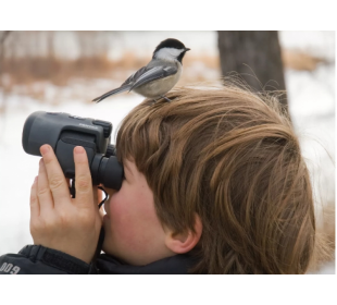 Международные дни наблюдения птиц