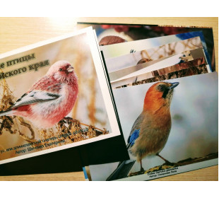 Состоялась презентация набора открыток "Зимующие птицы Алтайского края"