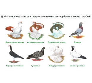 Алтайские породы голубей заняли первые места на проведенной в рамках гранта межрегиональной онлайн выставке-конкурсе