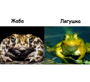 Сравнение лягушки и жабы: Сходство и различия