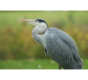 Серая цапля (Ardea cinerea)