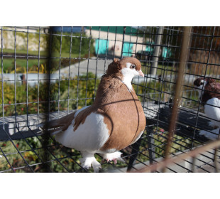Увидеть голубей алтайских пород можно будет в Музей культуры Алтая ГМИЛИКА