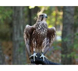 Сокол Балобан | Falconiformes Falconidae